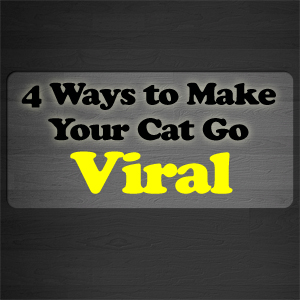 4 ways to make your cat go viral  image thumbnail